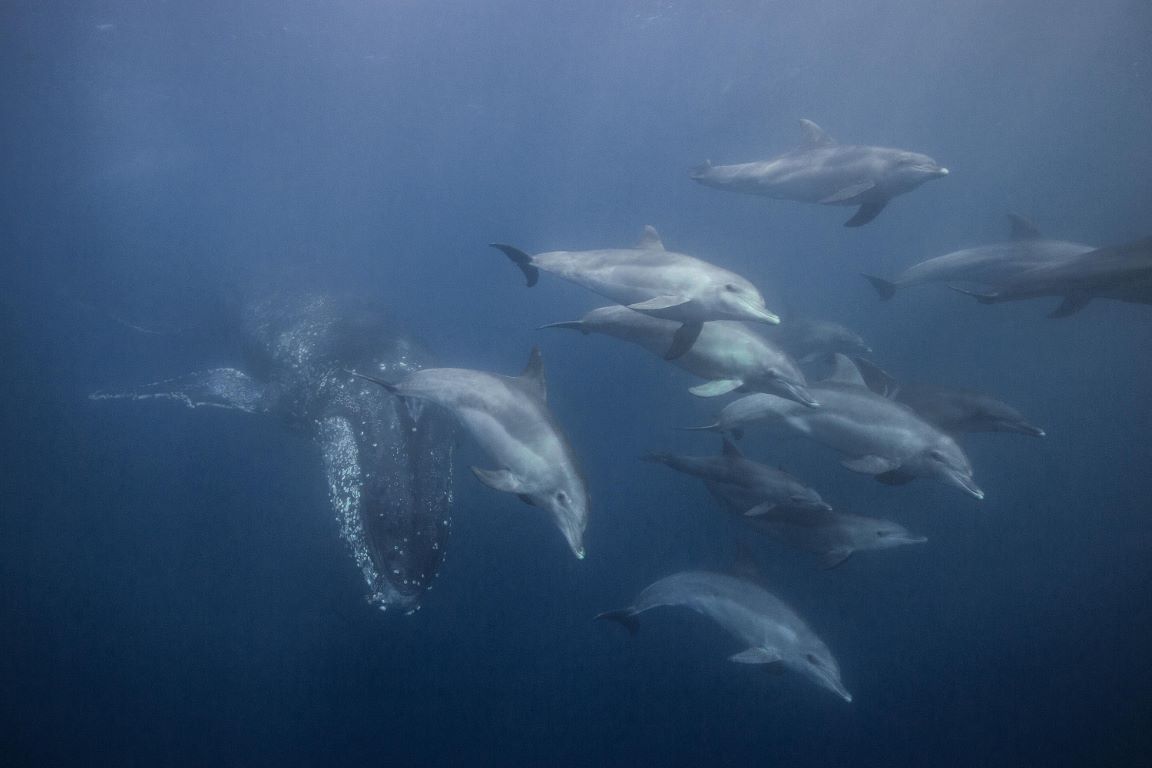 Dolphin _ Whale (Mittel)