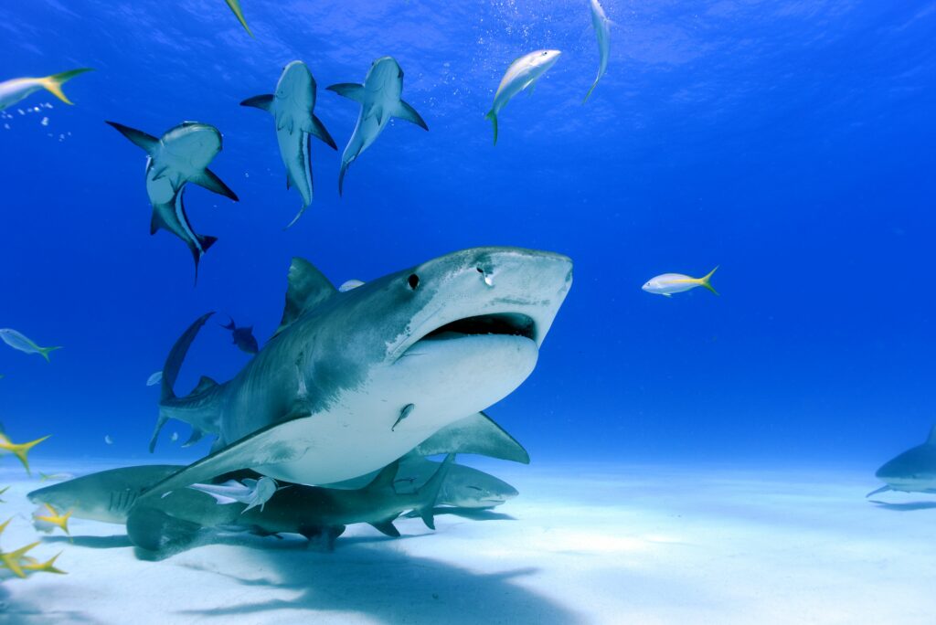 Bahamas Shark swarm under water