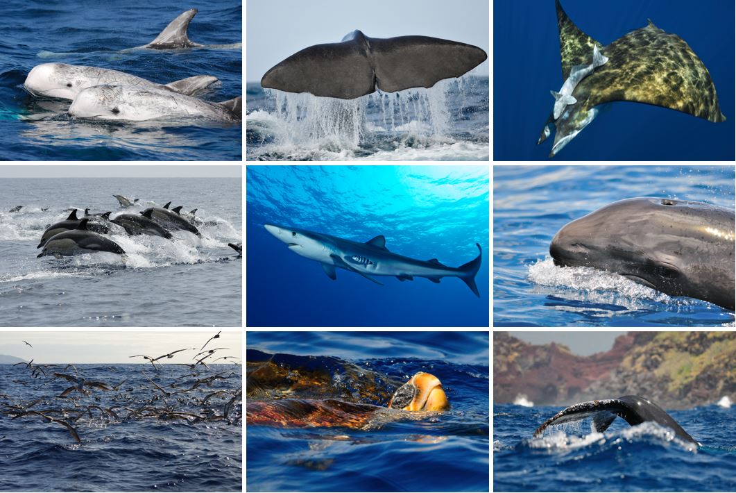 Collage mit Pilotwal, Delfinen Blauhai Walfluke Mobula