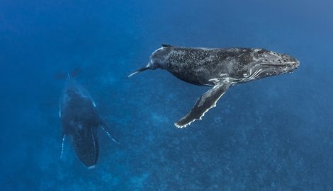 Humpback whale calf swimming to the surface with the mother in the background resting at the bottom, Tahiti, French Polynesia, Pacific Ocean