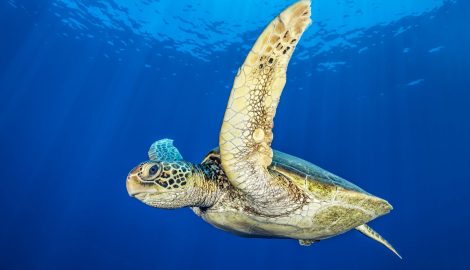 Hawksbill sea turtle swimming through blue water in a side view with flippers up and the sun rays in the background, Tahiti, Papeete, French Polynesia, Pacific Ocean