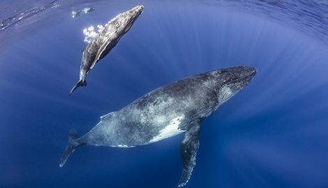 Humpback whale mother and calf on the surface to breath with blue water in the background, Tahiti, French Polynesia, South Seas, Pacific Ocean
