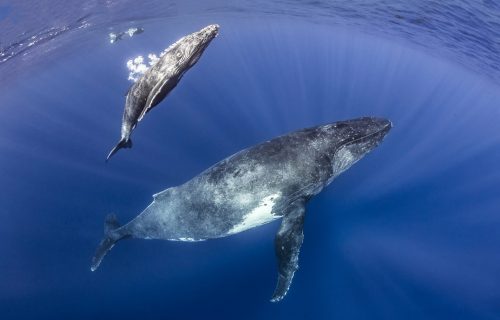 Humpback whale mother and calf, megaptera novaeangliae, mother and calf on the surface to breath with blue water in the background, Tahiti, French Polynesia, Pacific Ocean