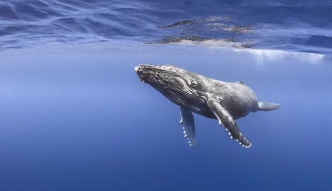 Humpback whale calf breathing on the surface with blue water in the background, Tahiti, French Polynesia, Pacific Ocean