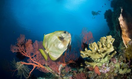 Alam Anda_Underwater