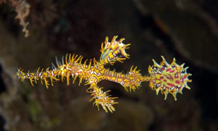 Alam Alam Anda_Underwater_1