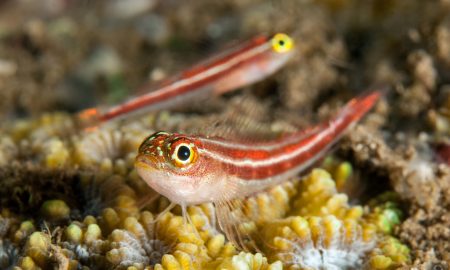 Alam Anda_Underwater_2