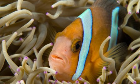 Alam Anda_Underwater_3