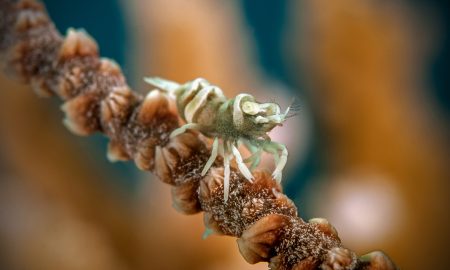 Alam Anda_Underwater_4