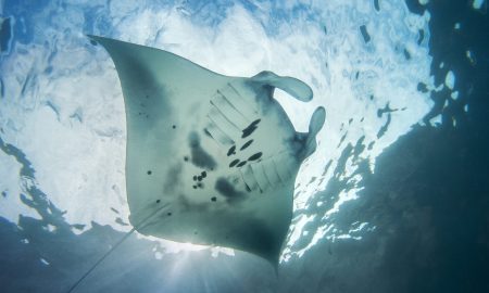 Alam Anda_Underwater_5