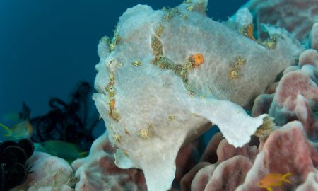 Alam Anda_Underwater_6