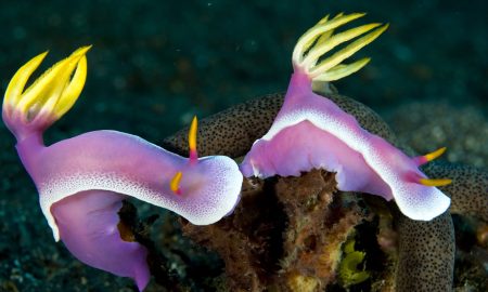 Alam Anda_Underwater_7