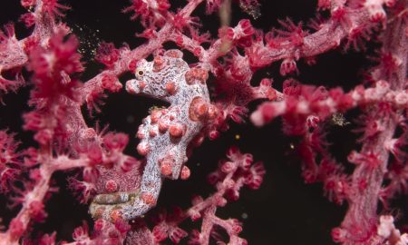 Alam Anda_Underwater_8