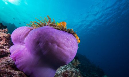 Anemone_01©Mark Stickler