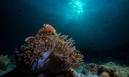 Anemone_02©Mark Stickler