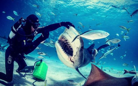 Shark Explorers_Tiger Beach