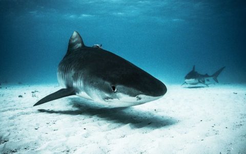 Shark Explorers_Tiger Beach
