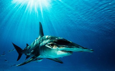 Shark Explorers_Bimini Great Hammer Head