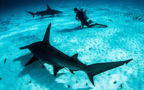 Shark Explorers_Bimini Great Hammer Head