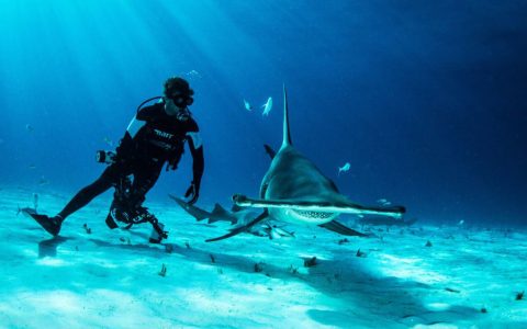 Shark Explorers_Bimini Great Hammer Head