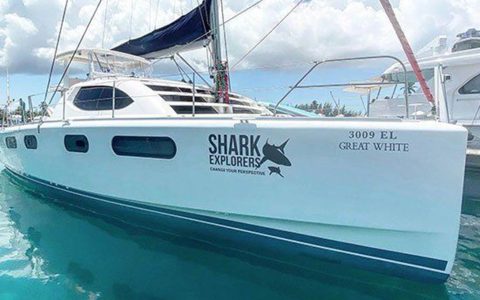 Shark Explorers_Catamaran