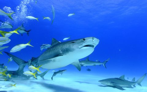 Bahamas_Tiger Beach_©Ursula Haugg