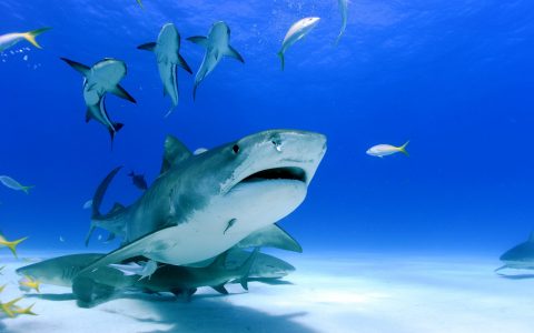 Bahamas Haischwarm unter Wasser