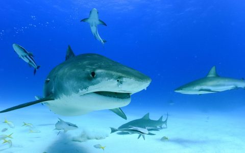 Bahamas_Tiger Beach_©Ursula Haugg_2