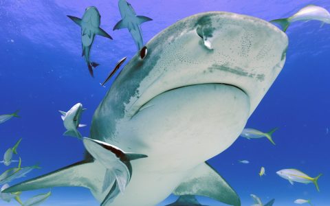 Bahamas_Tiger Beach_©Ursula Haugg_3