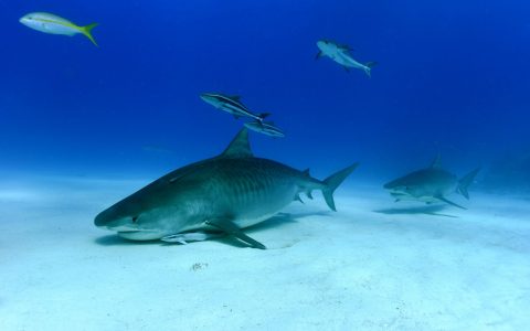 Bahamas_Tiger Beach_©Ursula Haugg_4