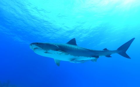 Bahamas_Tiger Beach_©Ursula Haugg_5