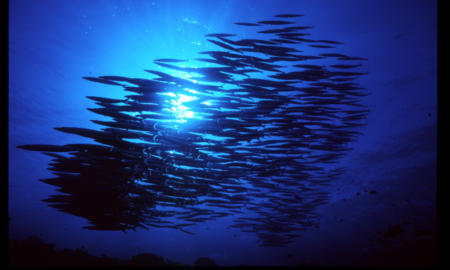 Аква Тики II + III