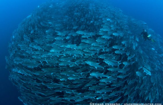 Морской охотник_Большие глаза джеков_©Эдуард Эррено