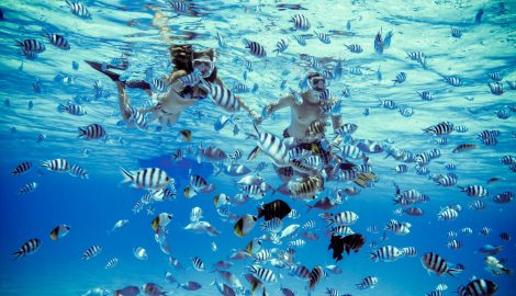 Туры на Таити_Бора-Бора Снорклинг