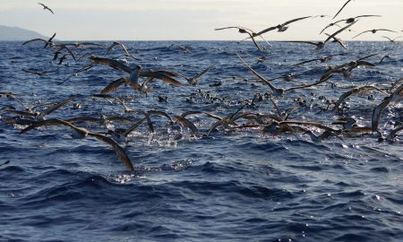 CW Azores
