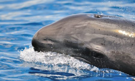 CW Azores
