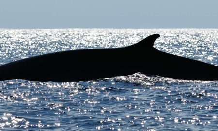 CW Azores