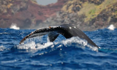 CW Azores