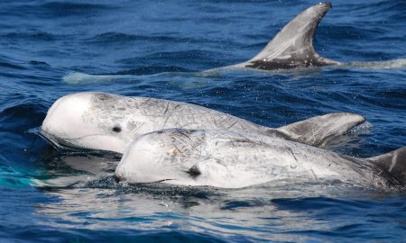 CW Azores
