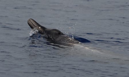 CW Azores
