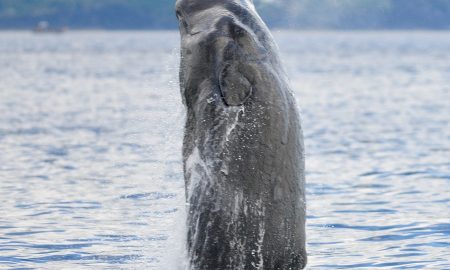 CW Azores