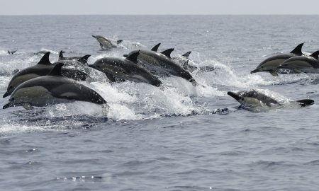 CW Azores