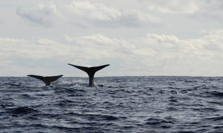 CW Azores