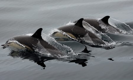 CW Azores