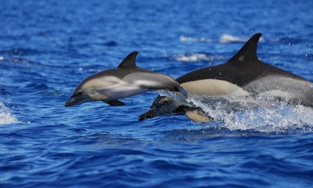 CW Azores
