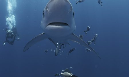 CW Azores