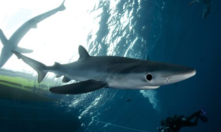 CW Azores