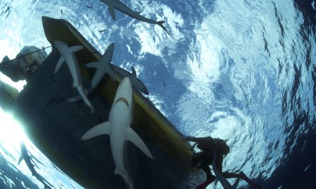 CW Azores