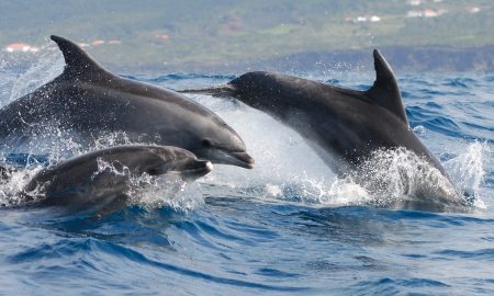 CW Azores