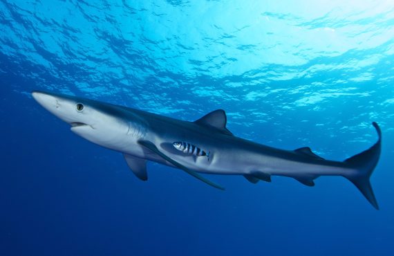 Blauhai im offenen Meer